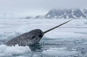 Narwhal